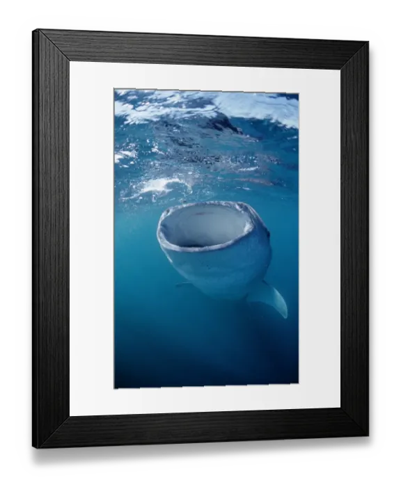 Framed Print : Eating Whale shark, Rhincodon thypus, Djibouti, Djibuti, Afar Triangle, Gulf of Aden, Gulf of Tadjourah, Africa Framed Print : Eating Whale shark, Rhincodon thypus, Djibouti, Djibuti, Afar Triangle, Gulf of Aden, Gulf of Tadjourah, Africa