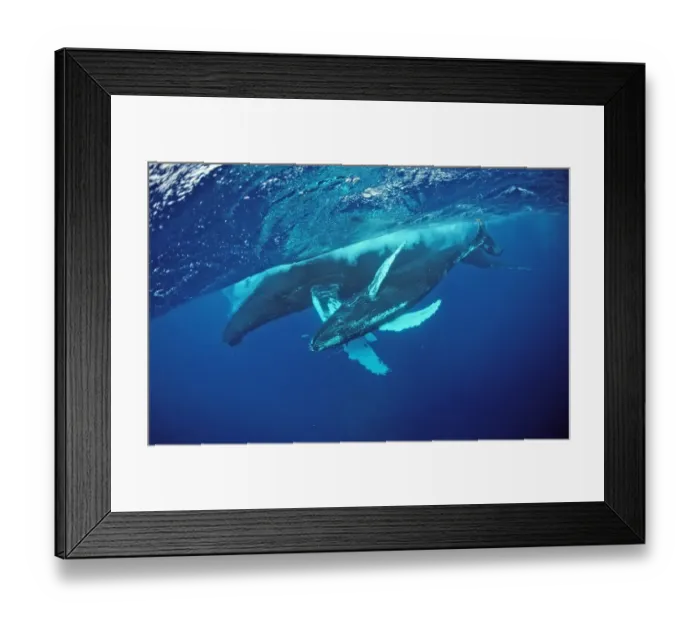 Framed Print : Humpback whale, mother and Calf, Megaptera novaeangliae, Silverbanks, Caribbean Sea, Dominican Republic Framed Print : Humpback whale, mother and Calf, Megaptera novaeangliae, Silverbanks, Caribbean Sea, Dominican Republic
