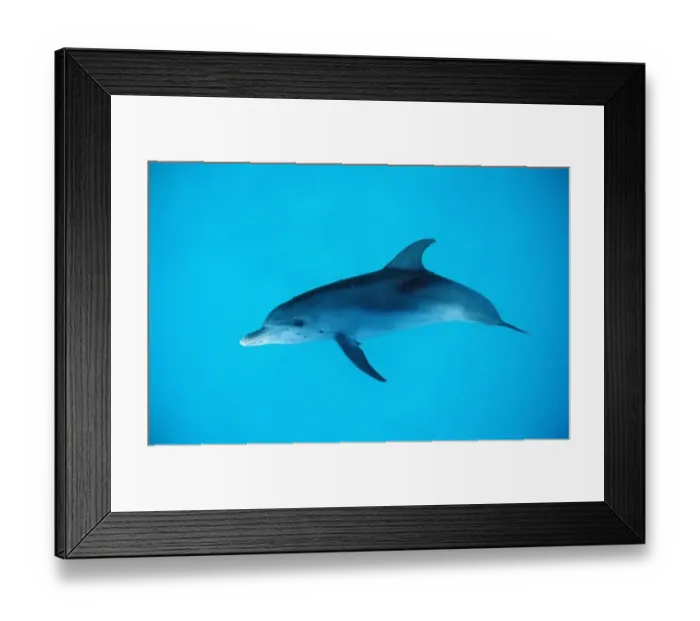 Framed Print : Atlantic spotted dolphin, Stenella frontalis, Atlantic Ocean, FL, Florida, USA Framed Print : Atlantic spotted dolphin, Stenella frontalis, Atlantic Ocean, FL, Florida, USA