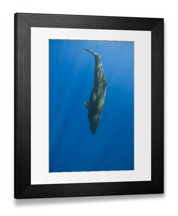 Framed Print : Sperm Whale, Physeter catodon, Azores, Atlantic Ocean, Portugal Framed Print : Sperm Whale, Physeter catodon, Azores, Atlantic Ocean, Portugal