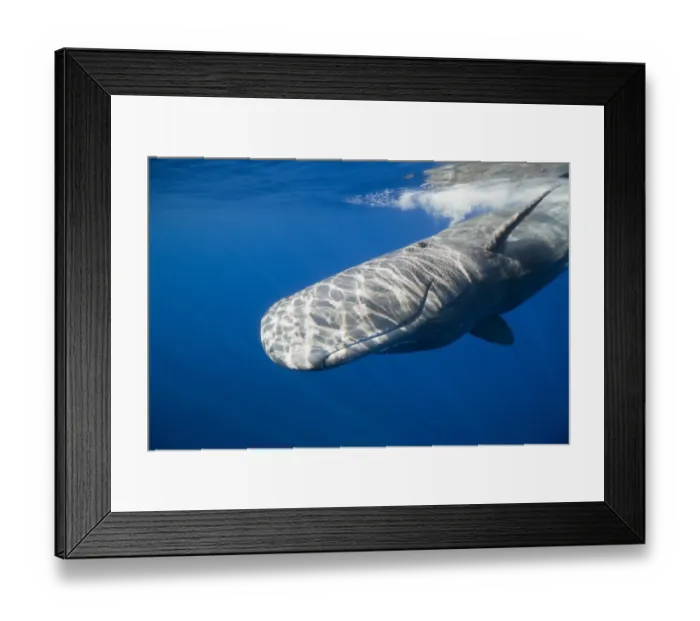 Framed Print : Sperm Whale, Physeter catodon, Lesser Antilles, Caribbean, Dominica Framed Print : Sperm Whale, Physeter catodon, Lesser Antilles, Caribbean, Dominica