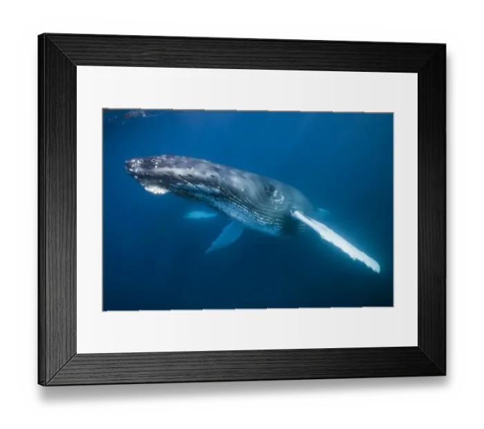 Framed Print : Humpback Whale, Megaptera novaeangliae, Silver Bank, Atlantic Ocean, Dominican Republic Framed Print : Humpback Whale, Megaptera novaeangliae, Silver Bank, Atlantic Ocean, Dominican Republic
