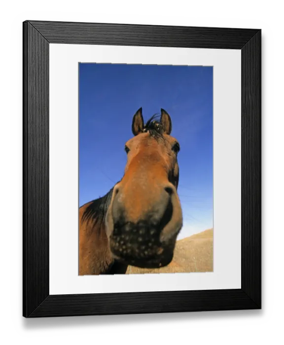 Framed Print : Horse, close-up of head, U. S. A Framed Print : Horse, close-up of head, U. S. A