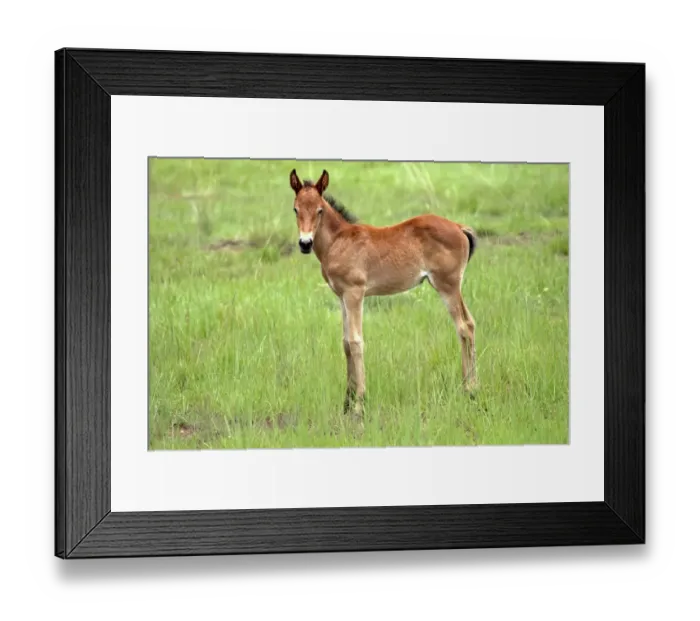 Framed Print : Horse (Equus) Young foal, South Africa Framed Print : Horse (Equus) Young foal, South Africa