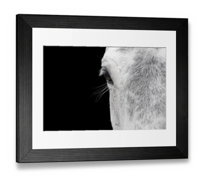 Framed Print : Horse, adult, close-up of head, eyelashes and eye Framed Print : Horse, adult, close-up of head, eyelashes and eye