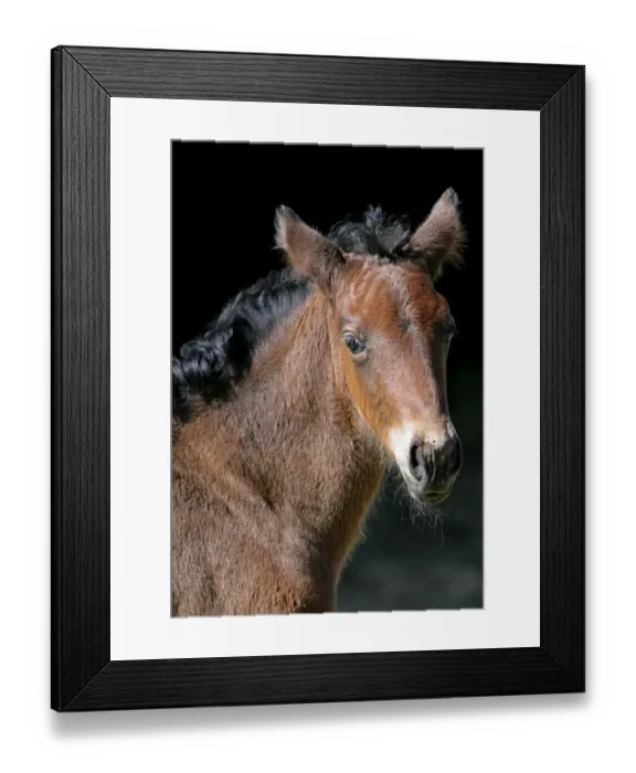 Framed Print : Horse, bay foal, close-up of head, Pembrokeshire, Wales Framed Print : Horse, bay foal, close-up of head, Pembrokeshire, Wales