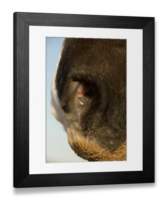 Framed Print : Horse, adult, close-up of nose, showing nostril, fine hairs and pink mucosa, Melton Wold, Northern Cape, South Africa Framed Print : Horse, adult, close-up of nose, showing nostril, fine hairs and pink mucosa, Melton Wold, Northern Cape, South Africa