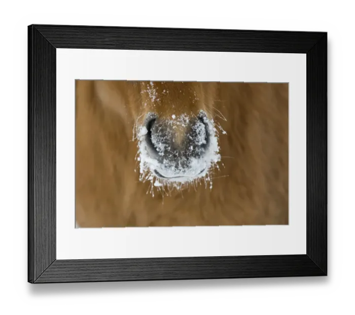 Framed Print : Horse, adult, close-up of snow covered nose, Sweden, winter Framed Print : Horse, adult, close-up of snow covered nose, Sweden, winter