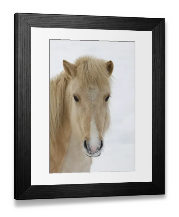 Framed Print : Horse, Palomino adult, close-up of head, in snow, Sweden, winter