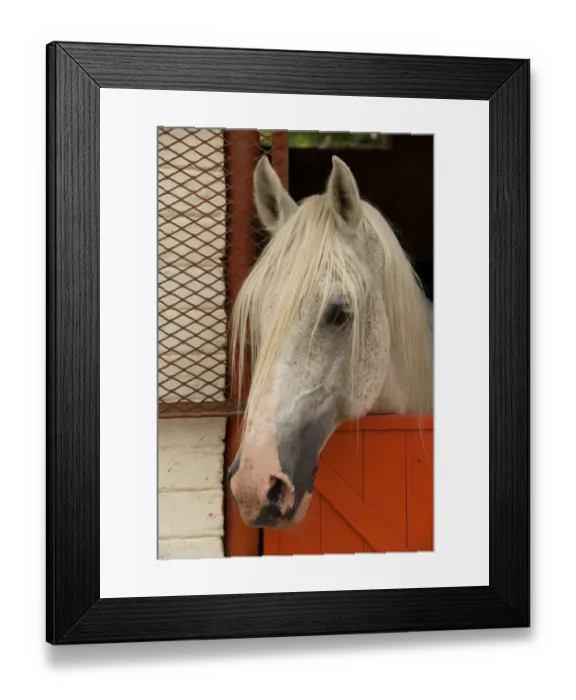 Framed Print : Horse, Lipizzaner stallion, twenty five years old, close-up of head at stable door, Kyalami, Gauteng, South Africa