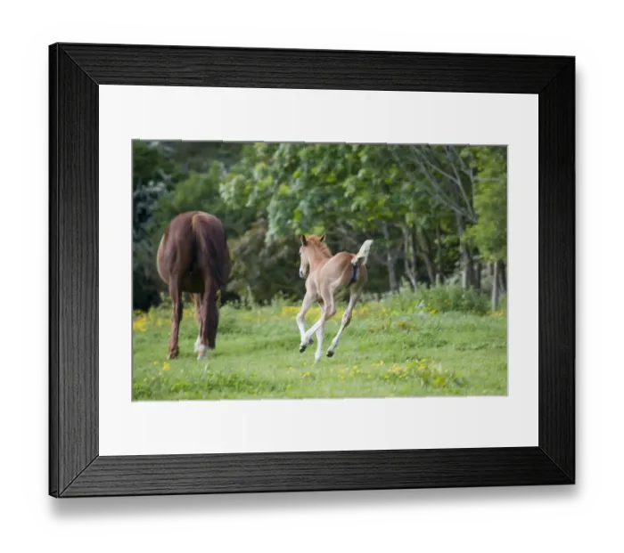 Framed Print : Horse, young foal, running towards mare in paddock, Oxfordshire, England, may Framed Print : Horse, young foal, running towards mare in paddock, Oxfordshire, England, may