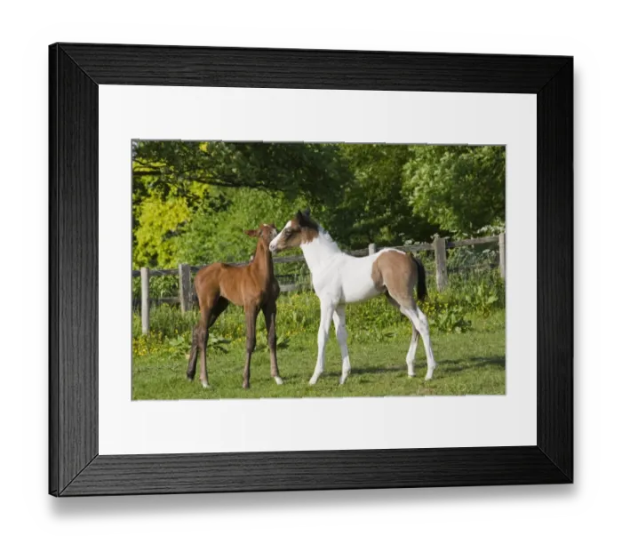 Framed Print : Horse, two young foals, greeting, standing in paddock, Oxfordshire, England, may