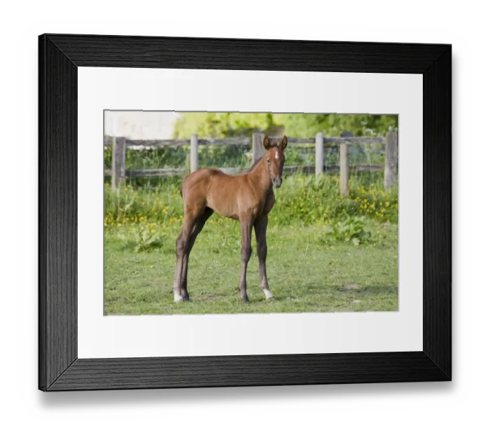 Framed Print : Horse, young foal, standing in paddock, Oxfordshire, England, may Framed Print : Horse, young foal, standing in paddock, Oxfordshire, England, may