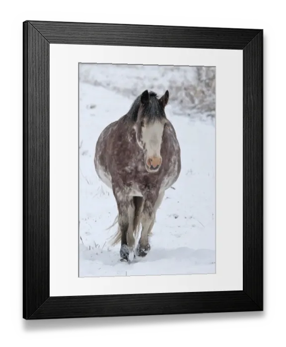 Framed Print : Horse, adult, walking in snow, Yukon, Canada, september Framed Print : Horse, adult, walking in snow, Yukon, Canada, september