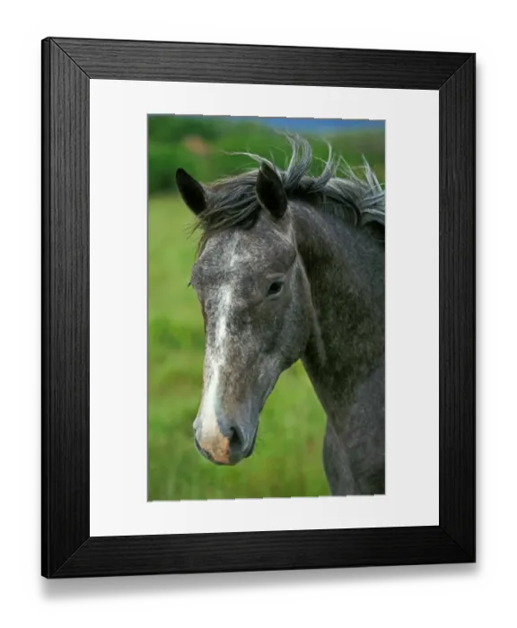 Framed Print : Horse, Lipizzaner, adult, close-up of head, France Framed Print : Horse, Lipizzaner, adult, close-up of head, France