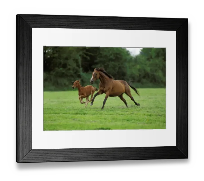 Framed Print : Horse, English Thoroughbred, mare and foal, galloping in meadow Framed Print : Horse, English Thoroughbred, mare and foal, galloping in meadow