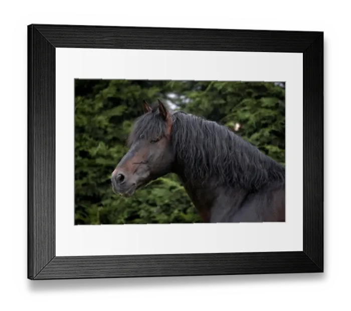 Framed Print : Horse, Andalusian (Pure Spanish Horse or Pura Raza Espanola) adult, close-up of head and neck Framed Print : Horse, Andalusian (Pure Spanish Horse or Pura Raza Espanola) adult, close-up of head and neck