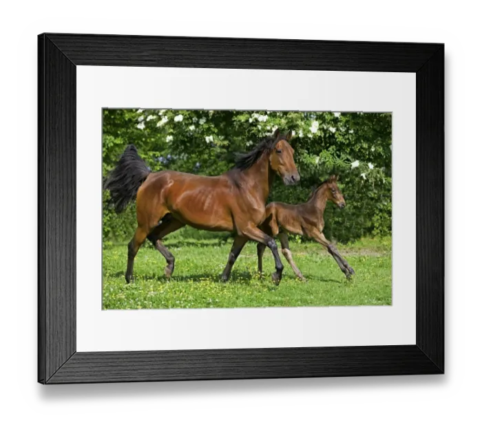 Framed Print : Horse, French Trotter, mare and foal, trotting in paddock, Normandy, France Framed Print : Horse, French Trotter, mare and foal, trotting in paddock, Normandy, France