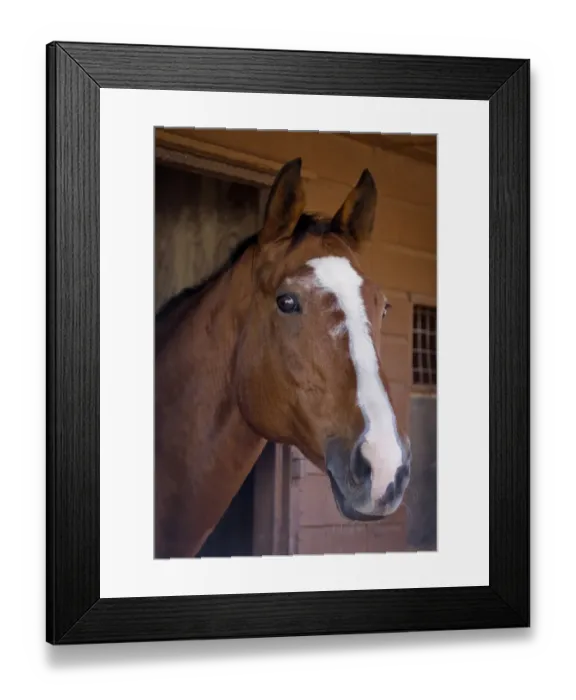 Framed Print : Horse, adult, close-up of head, at stables, England, october Framed Print : Horse, adult, close-up of head, at stables, England, october