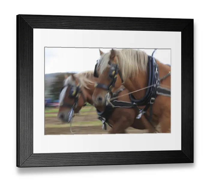 Framed Print : Suffolk Punch, close-up of heads, two ploughing, All Wales Vintage Ploughing Match, near Walton, Powys, Wales Framed Print : Suffolk Punch, close-up of heads, two ploughing, All Wales Vintage Ploughing Match, near Walton, Powys, Wales