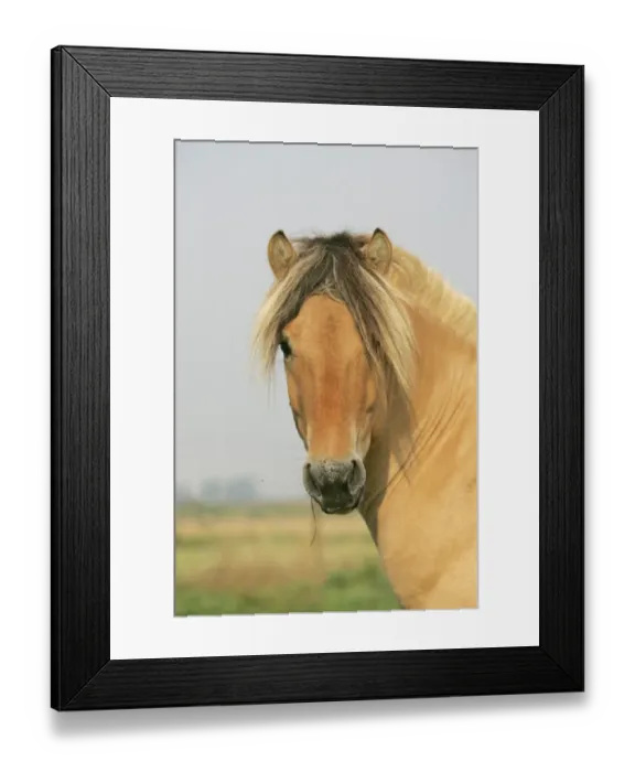 Framed Print : Norwegian Fjord Pony - Adult, close-up of head Framed Print : Norwegian Fjord Pony - Adult, close-up of head