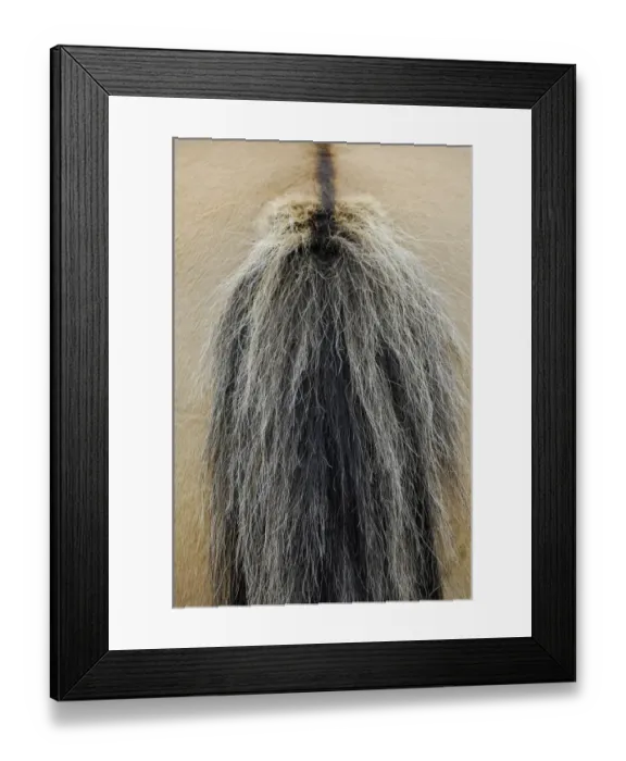 Framed Print : Pony, close-up of hair at base of tail Framed Print : Pony, close-up of hair at base of tail