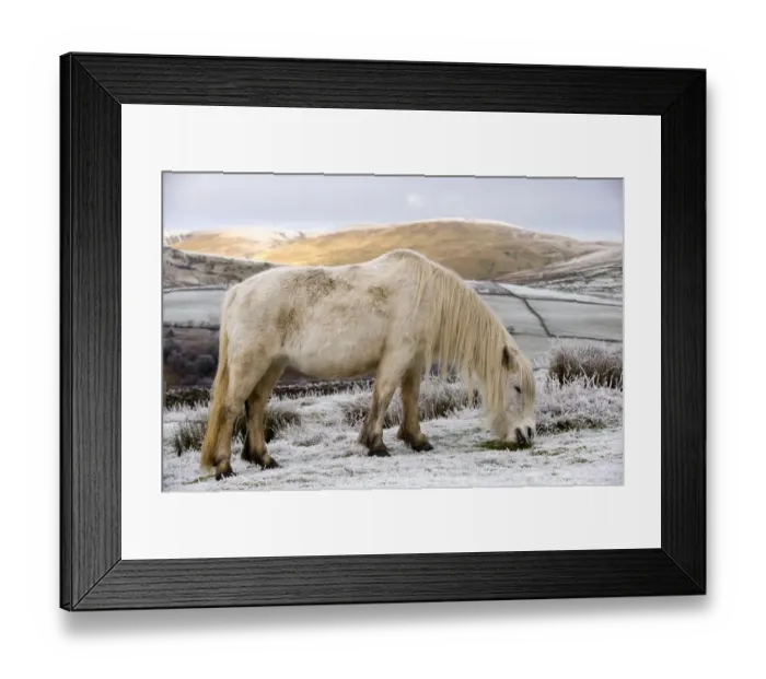 Framed Print : Fell Pony, white adult, grazing on snow covered moorland, Ravenstonedale, Cumbria, England, winter Framed Print : Fell Pony, white adult, grazing on snow covered moorland, Ravenstonedale, Cumbria, England, winter