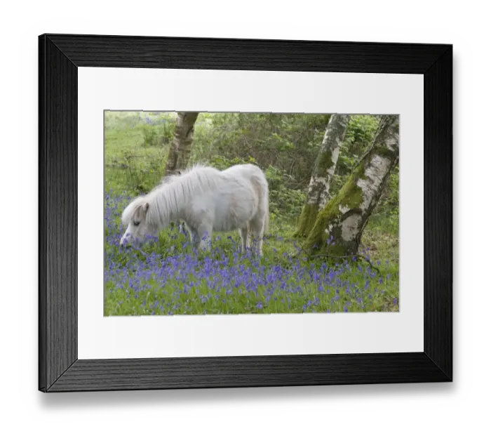 Framed Print : Pony, adult, grazing amongst bluebells in woodland, Caerlaverock, Dumfries and Galloway, Scotland, spring