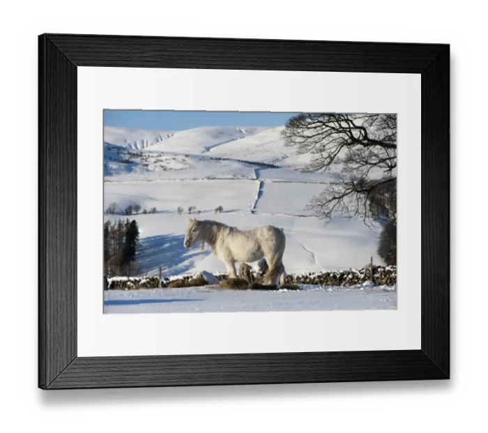 Framed Print : Fell Pony, white adult, feeding on hay in snow, Cumbria, England, winter Framed Print : Fell Pony, white adult, feeding on hay in snow, Cumbria, England, winter