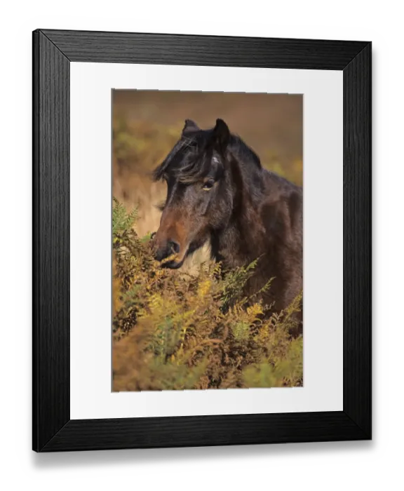 Framed Print : Dartmoor Pony, adult, close-up of head, amongst bracken, Dartmoor, Devon, England, october