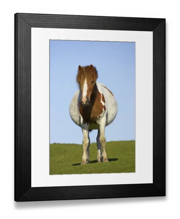 Framed Print : Dartmoor Pony, pregnant mare, skewbald, standing on pasture, Dartmoor N. P. Devon, England Framed Print : Dartmoor Pony, pregnant mare, skewbald, standing on pasture, Dartmoor N. P. Devon, England