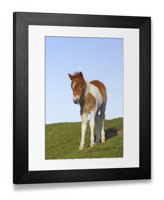 Framed Print : Dartmoor Pony, foal, skewbald, standing on pasture, Dartmoor N. P. Devon, England Framed Print : Dartmoor Pony, foal, skewbald, standing on pasture, Dartmoor N. P. Devon, England