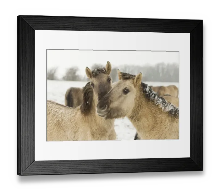 Framed Print : Konik Horse, immatures, close-up of heads, in snow, Ham Fen Nature Reserve, Kent, England, winter Framed Print : Konik Horse, immatures, close-up of heads, in snow, Ham Fen Nature Reserve, Kent, England, winter