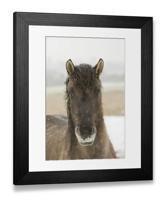 Framed Print : Konik Horse, adult, close-up of head, in snow, Ham Fen Nature Reserve, Kent, England, winter Framed Print : Konik Horse, adult, close-up of head, in snow, Ham Fen Nature Reserve, Kent, England, winter