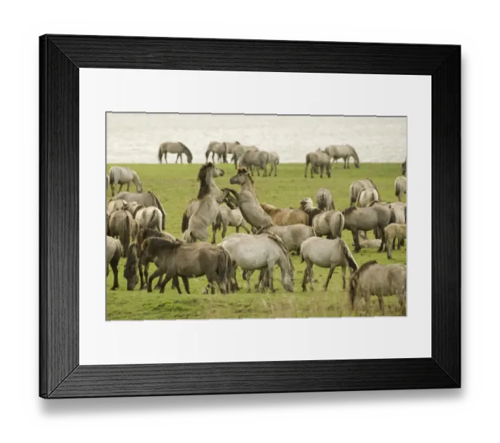 Framed Print : Konik Horse (Equus caballus) stallions, fighting for mares during breeding season, on wetland reserve, Oostvaardersplassen, Netherlands Framed Print : Konik Horse (Equus caballus) stallions, fighting for mares during breeding season, on wetland reserve, Oostvaardersplassen, Netherlands