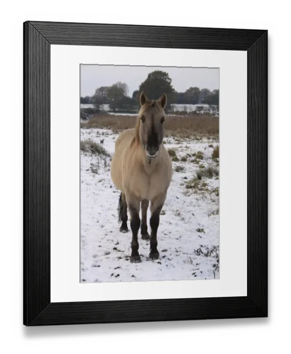 Framed Print : Konik Horse, gelding, standing on snow in river valley fen, Redgrave and Lopham Fen N. N. R. Waveney Valley, Suffolk, England, november Framed Print : Konik Horse, gelding, standing on snow in river valley fen, Redgrave and Lopham Fen N. N. R. Waveney Valley, Suffolk, England, november