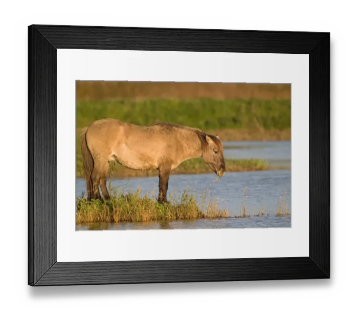 Framed Print : Konik Horse (Equus caballus gemelli) adult, feeding at waters edge in wetland, Minsmere RSPB Reserve, Suffolk, England, november Framed Print : Konik Horse (Equus caballus gemelli) adult, feeding at waters edge in wetland, Minsmere RSPB Reserve, Suffolk, England, november