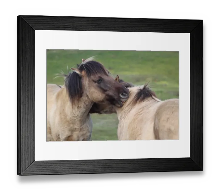 Framed Print : Konik Horse (Equus caballus gemelli) two adults, mutual grooming, close-up of heads, Suffolk, England, april Framed Print : Konik Horse (Equus caballus gemelli) two adults, mutual grooming, close-up of heads, Suffolk, England, april