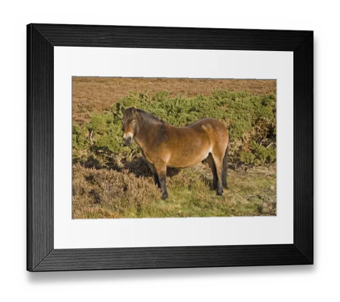 Framed Print : Exmoor Pony, stallion, with diamond shaped identification mark, used for heathland management, Dorset, England, autumn