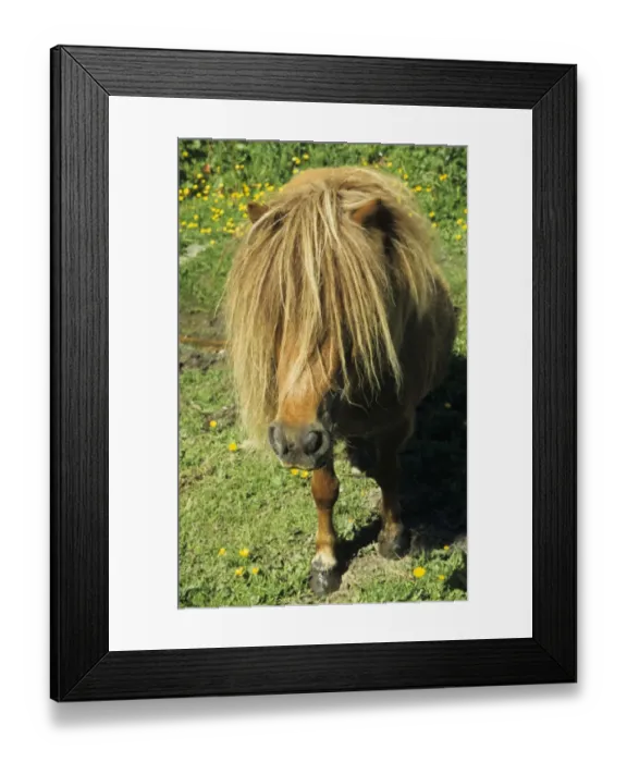 Framed Print : Shetland Pony, adult, close-up of head, England Framed Print : Shetland Pony, adult, close-up of head, England