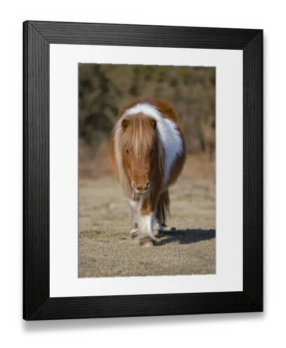 Framed Print : Shetland Pony, adult, walking, New Forest, Hampshire, England, winter