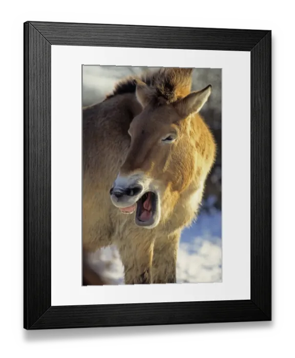 Framed Print : Przewalski's Horse (Equus przewalskii) adult male, yawning, close-up of head, in snow, captive Framed Print : Przewalski's Horse (Equus przewalskii) adult male, yawning, close-up of head, in snow, captive