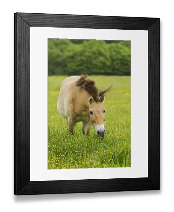 Framed Print : Przewalski's Horse (Equus przewalskii) adult, grazing in grassland, reintroduction project, Natuurpark Lelystad, Flevoland, Netherlands