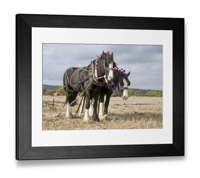 Framed Print : Shire Horse, two adults, working, team at ploughing match, Hampshire, England