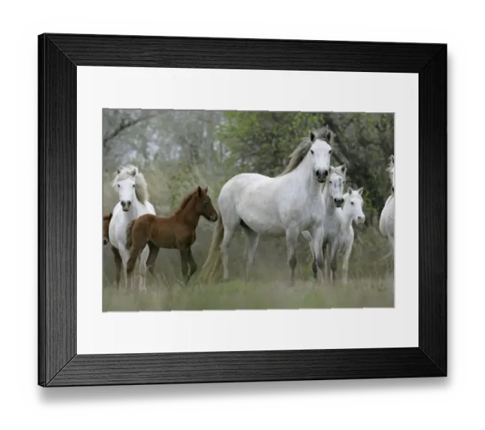 Framed Print : Camargue Horse, mares and foals, standing, Camargue, France Framed Print : Camargue Horse, mares and foals, standing, Camargue, France