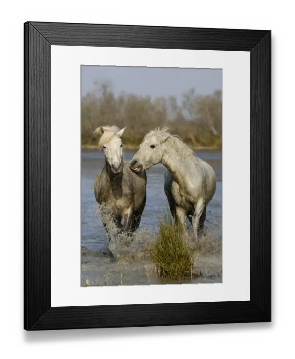 Framed Print : Camargue Horse, two adults, biting, splashing in wetland, Saintes Maries de la Mer, Camargue, France