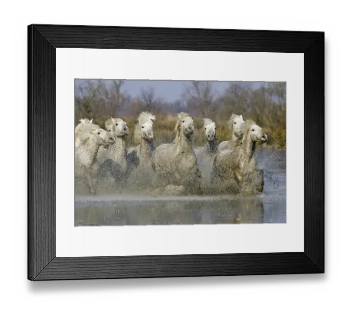 Framed Print : Camargue Horse, herd, running, splashing in wetland, Saintes Marie de la Mer, Camargue, France