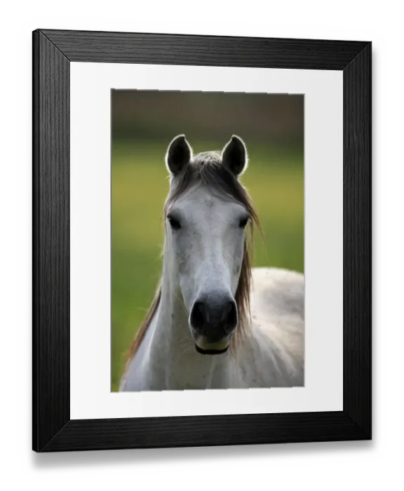 Framed Print : Camargue Horse, mare, close-up of head, backlit, Saintes Marie de la Mer, Camargue, Bouches du Rhone, France Framed Print : Camargue Horse, mare, close-up of head, backlit, Saintes Marie de la Mer, Camargue, Bouches du Rhone, France