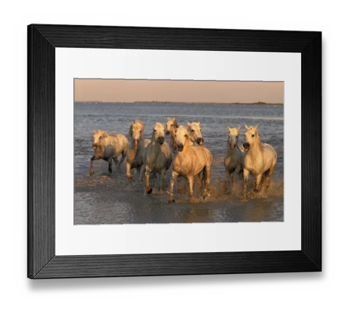 Framed Print : Camargue Horse, herd, running in water at sunset, Saintes Marie de la Mer, Camargue, Bouches du Rhone, France Framed Print : Camargue Horse, herd, running in water at sunset, Saintes Marie de la Mer, Camargue, Bouches du Rhone, France