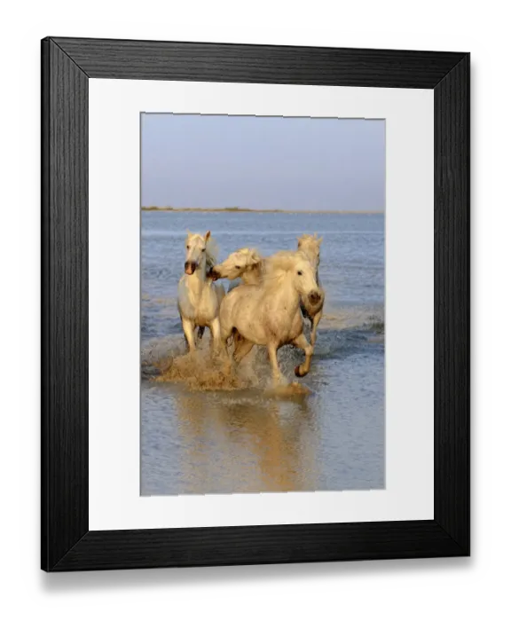 Framed Print : Camargue Horse, herd, running in water at sunset, Saintes Marie de la Mer, Camargue, Bouches du Rhone, France Framed Print : Camargue Horse, herd, running in water at sunset, Saintes Marie de la Mer, Camargue, Bouches du Rhone, France